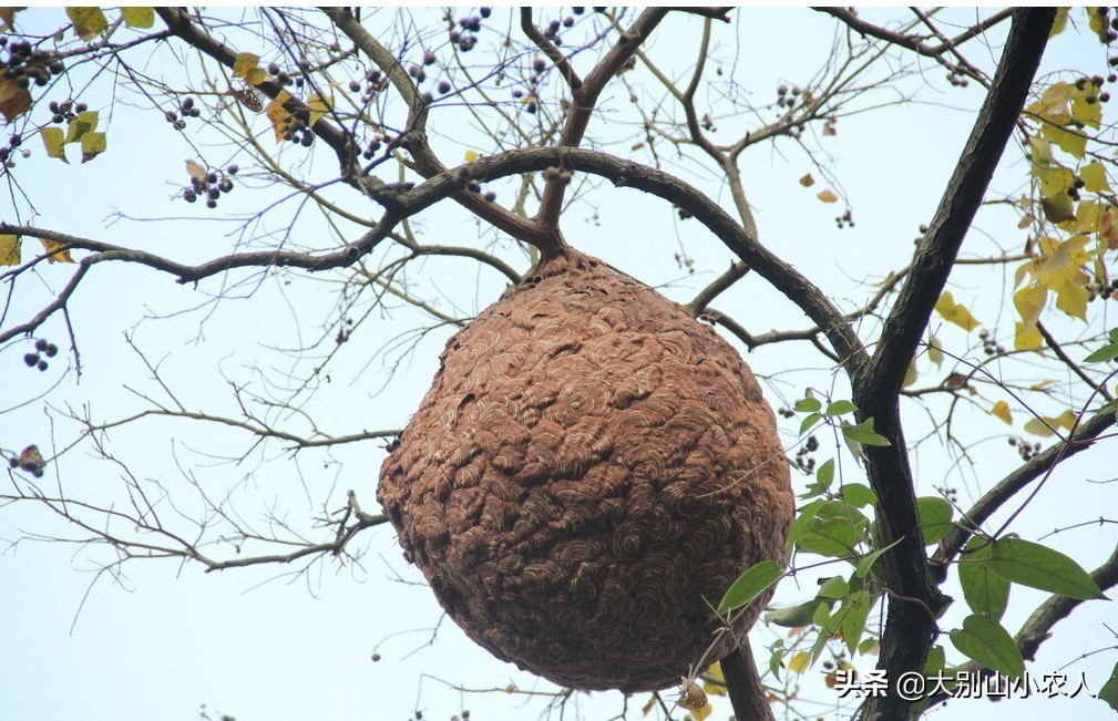 马蜂被蜇死亡,摘马蜂窝挂树上24小时殒命