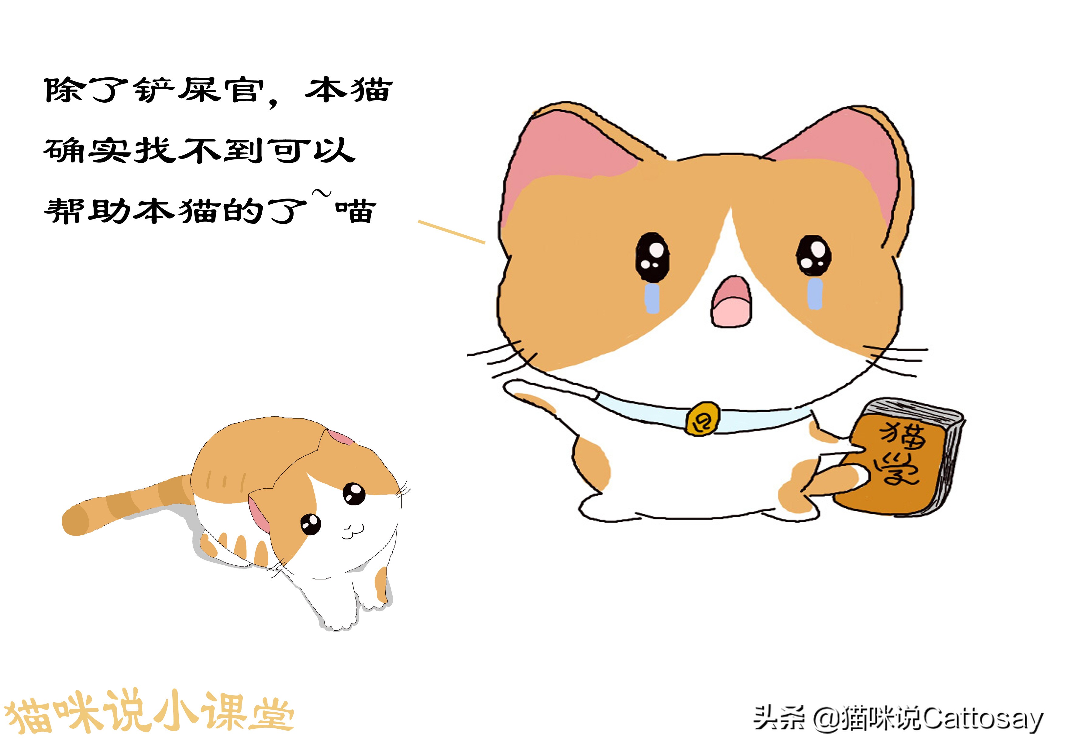 想养猫的精神状态,想养猫的人要注意什么