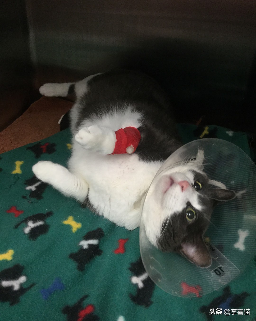 猫咪做完绝育有什么要注意的,猫咪做绝育手术后的注意事项