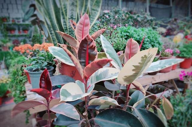 室内装修绿植净化空气,卫生间养啥花堪比空气净化器