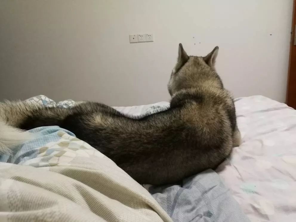 二哈关在笼子里一直叫怎么办,二哈进家里赶不走怎么回事