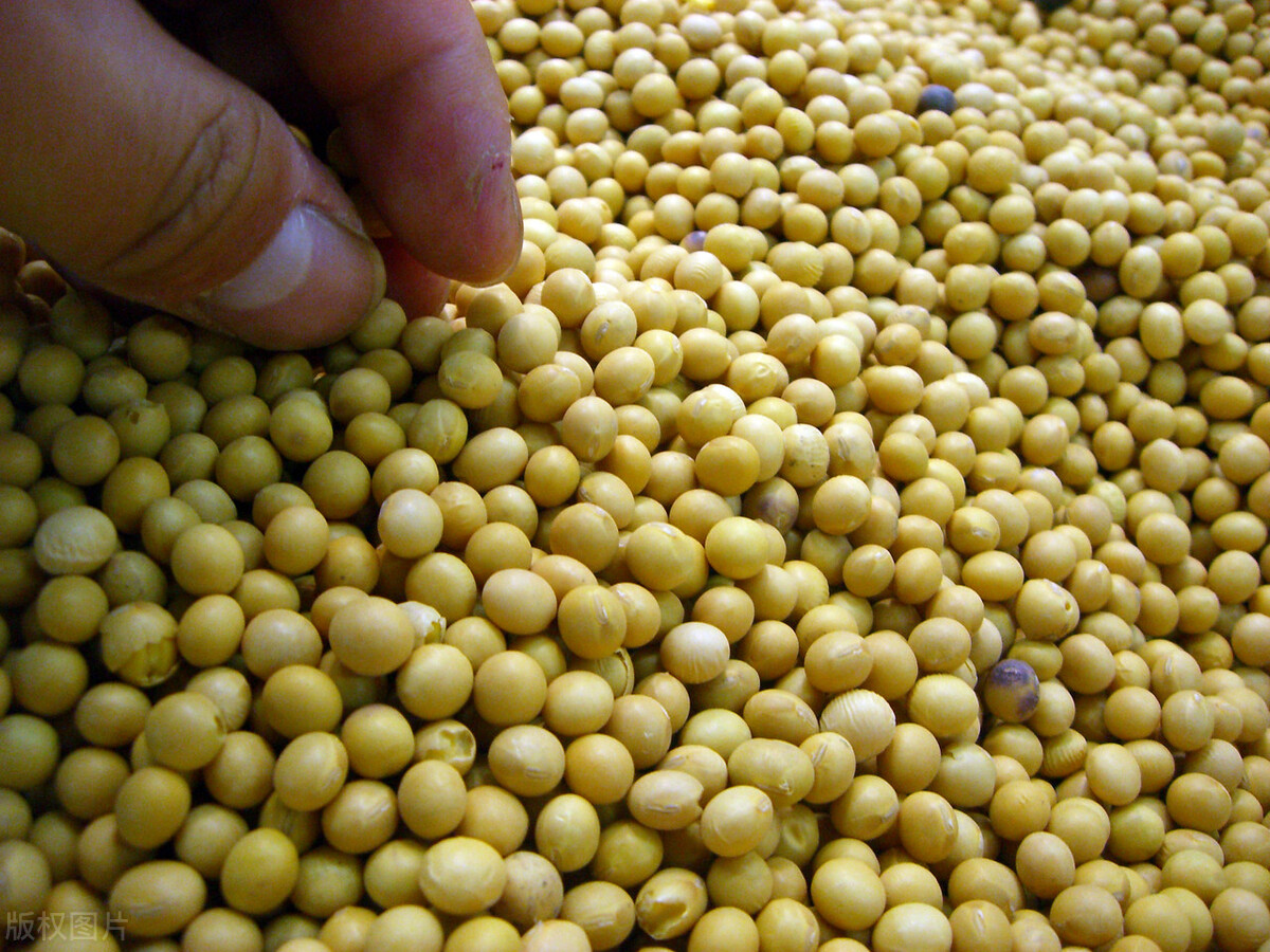 东北大豆价格最新行情现在多少,国内大豆价格近10年走势图