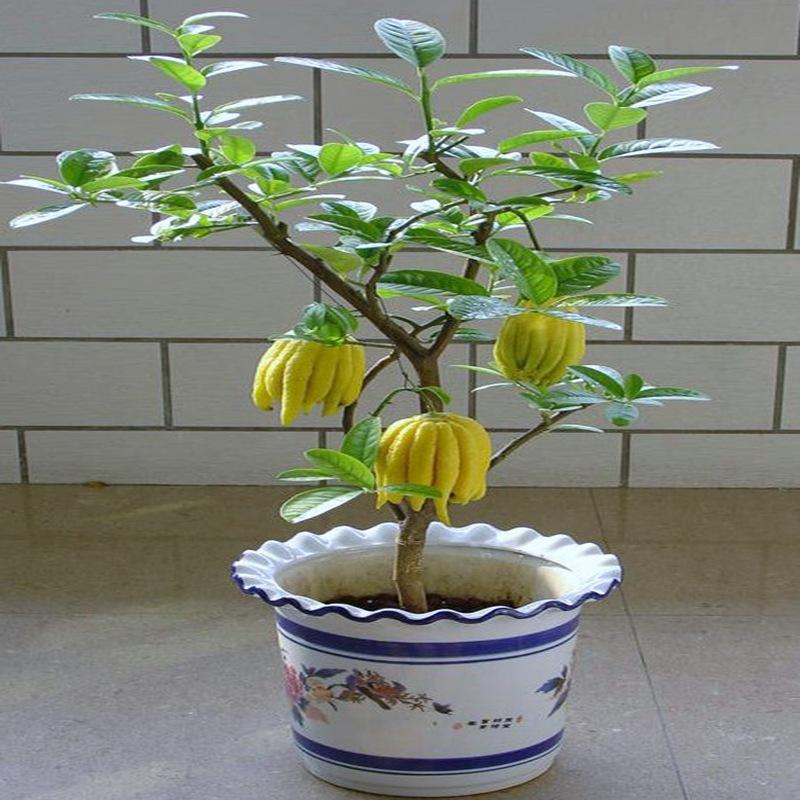 佛手怎样繁殖和扦插图片,佛手种植方法教程