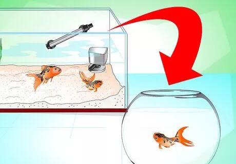 怎么救活金鱼最快最有效,如何挽救快死的金鱼