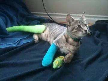 猫咪突然四肢不协调一条腿瘸了,猫咪四肢突然发直然后软