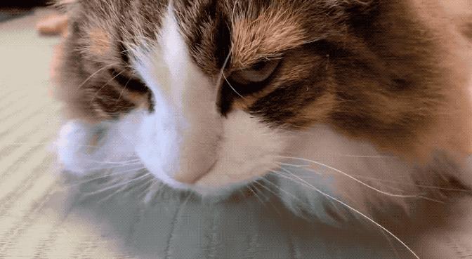 网友晒出5颗巨型毛球，救命！我快要窒息了