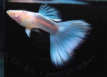 饲养孔雀鱼需要注意到什么,孔雀鱼饲养的注意事项