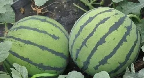 脚后跟干裂粗糙是脾胃不和吗,脚后跟干裂皮肤缺水