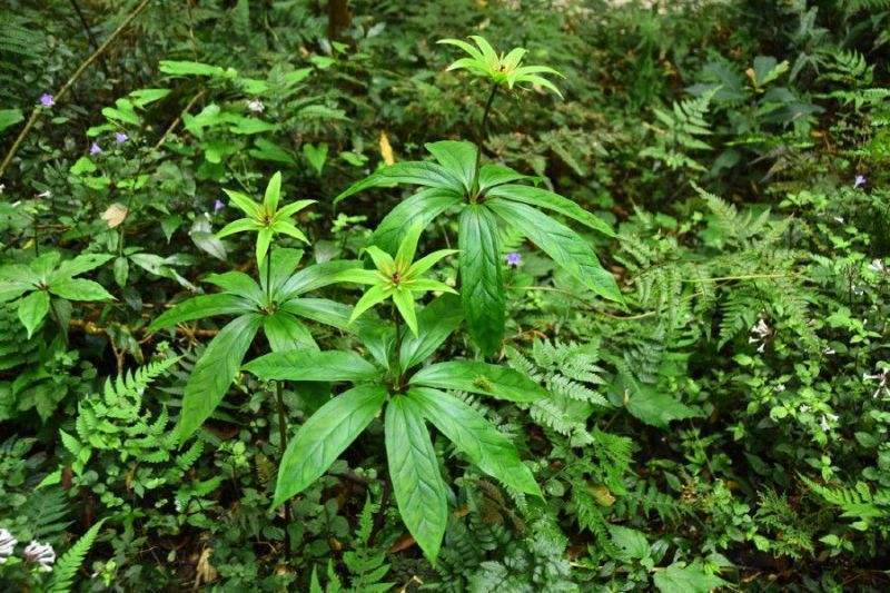 农村保护珍惜野生植物野草,常见的野生杂草