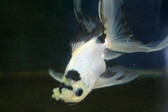 给大家推荐几种好养还不贵的金鱼,金鱼常见易养品种