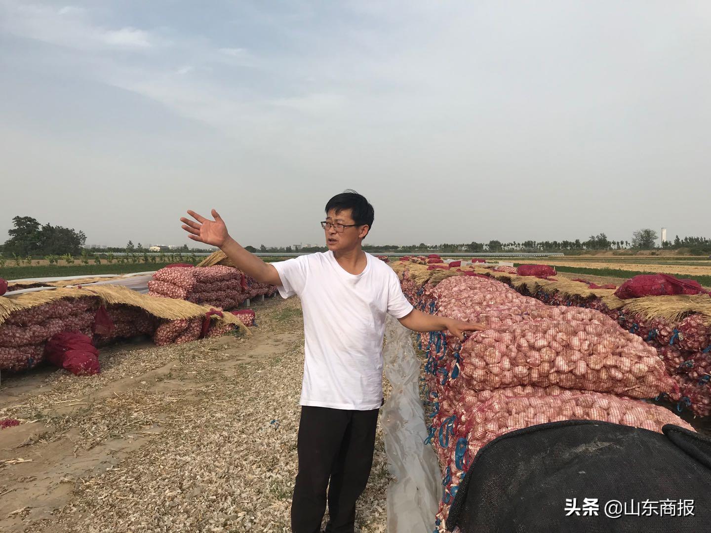 山东金乡蒜子,山东金乡县蒜苔