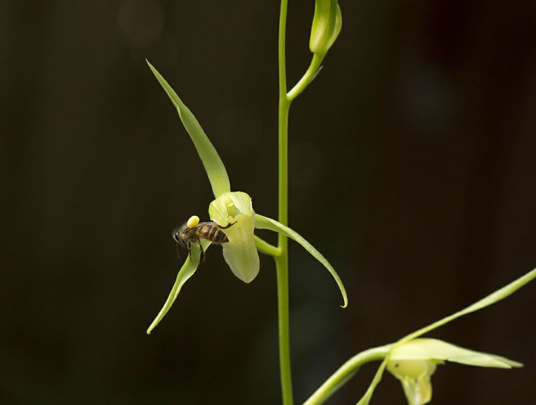 兰花缺水基本干死完了还能救活吗,兰花3个星期没浇水会不会干死