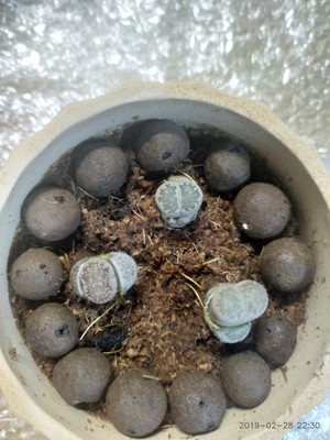 多肉生石花的种植及养护技术,多肉生石花多久浇一次水合适