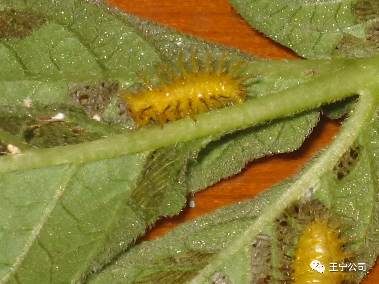 夏播玉米虫害图片大全,玉米虫害图谱高清大图