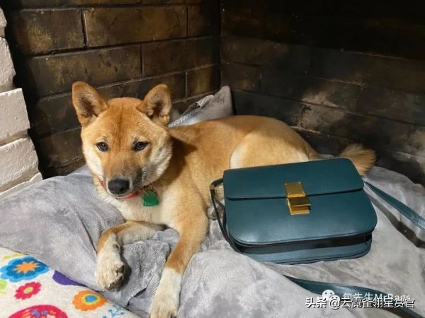 非常好看的宠物包,大家的包都带什么玩偶