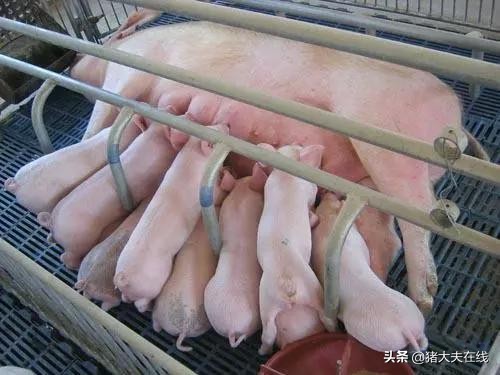 母猪产后无乳怎么办,母猪产后无乳不吃食