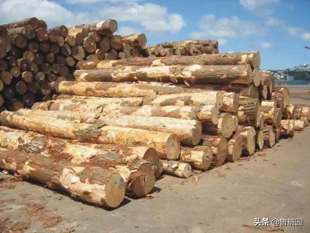 林荫大道木材,鹅掌楸和榉木哪个做家具好