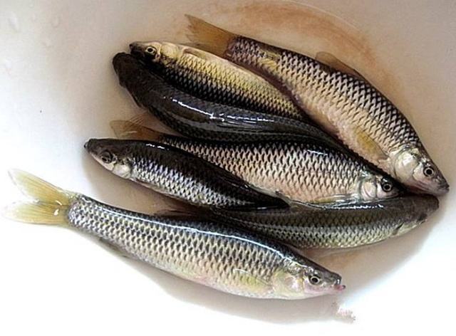 小鱼太闹怎么钓鲫鱼,小鱼太闹了用什么饵