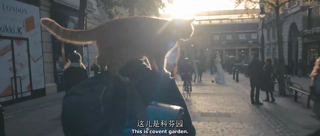 为什么说橘猫招财,橘猫干坏事