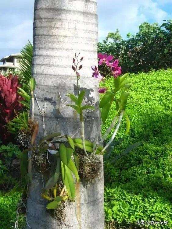 绚烂多彩的神奇植物,一种特别神奇的植物