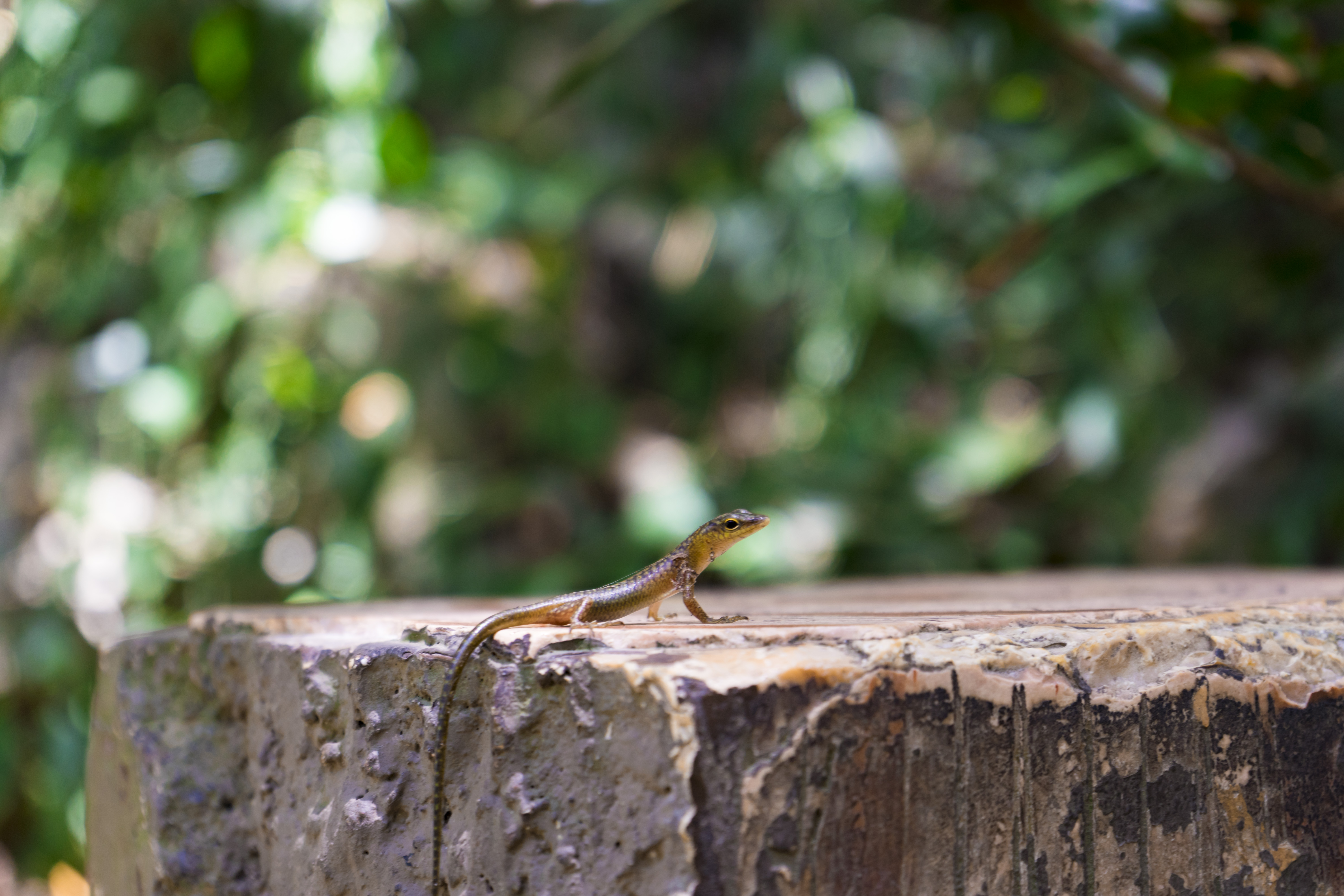 塞班岛蜜月自由行攻略,塞班蜜月旅行攻略
