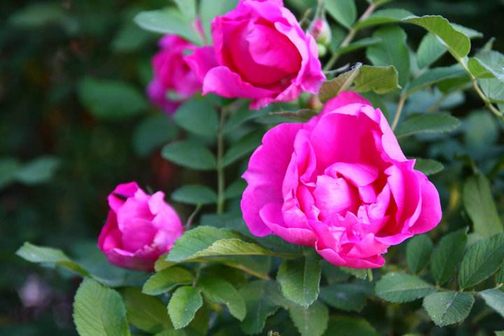 人到牛年要有好的心态,牛年总结精辟语录