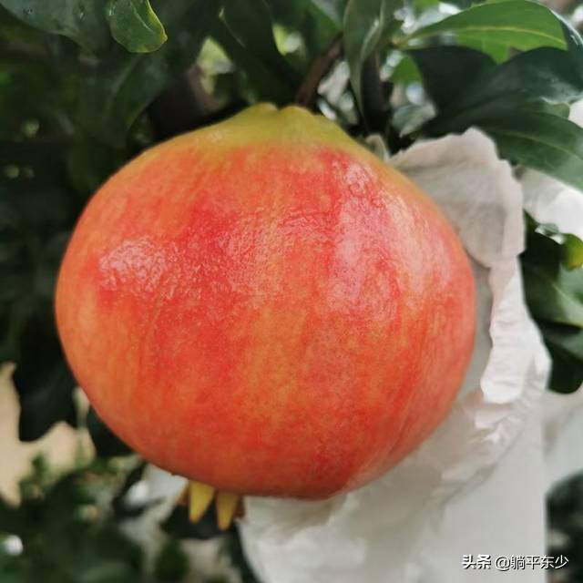 突尼斯软籽石榴苗真假辨别图片,突尼斯软籽石榴正宗苗