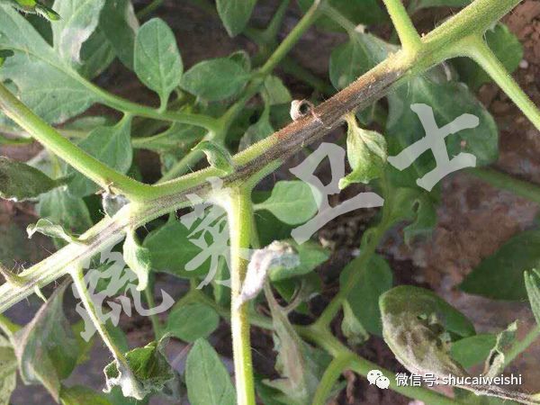 番茄细菌性斑点特别严重怎么办,番茄常见的病害小常识