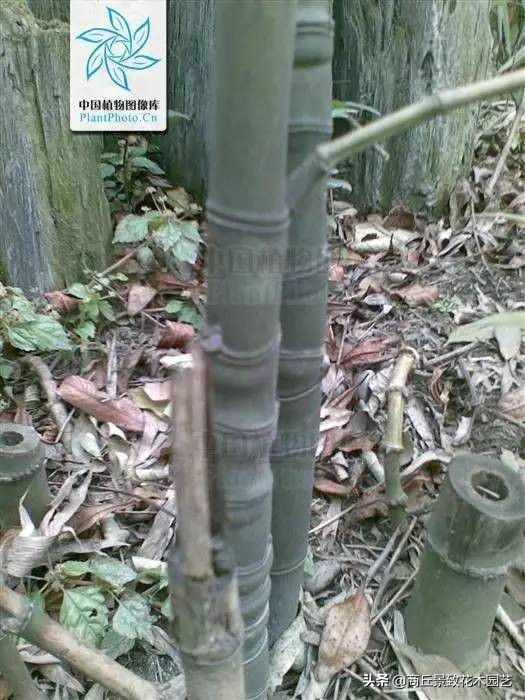 竹子大全,各种竹子大全