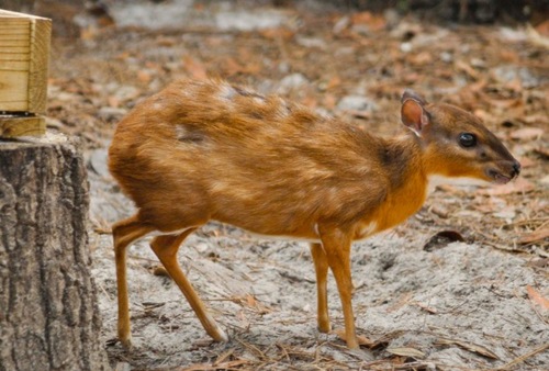 非洲牛科,物种繁多,来认识一下非洲大陆的各种羚羊吧