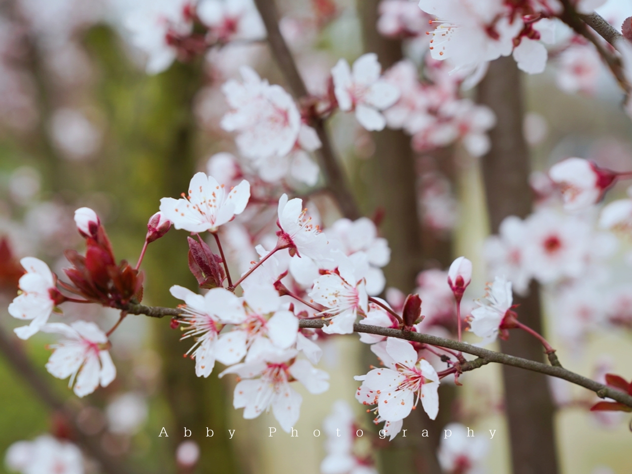 武汉旅行不止武大樱花，江汉平原第一峰堪称世外桃源宝藏旅行地