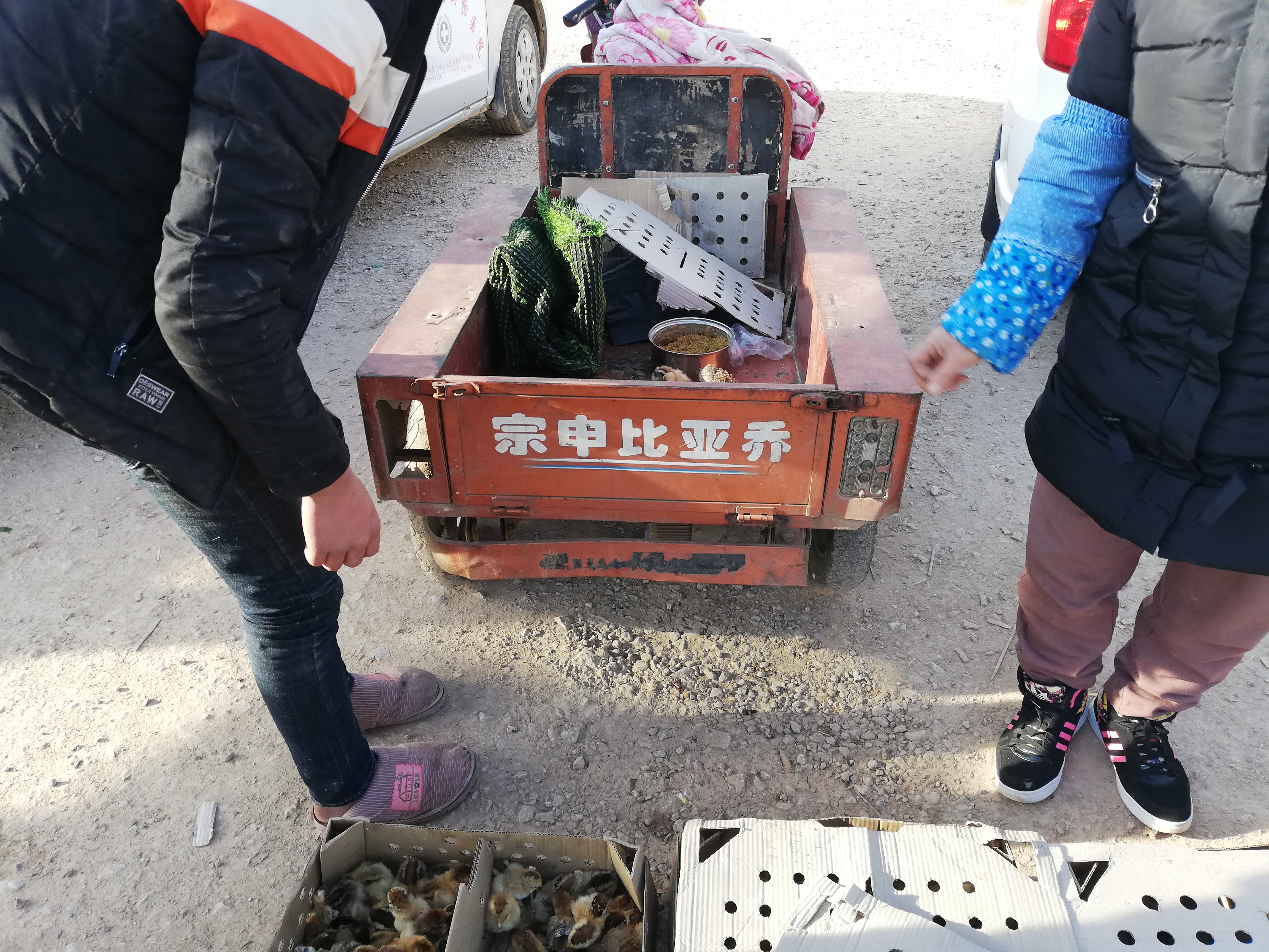 狗市出售50元一只的鸡,狗市买土狗幼犬20元一只