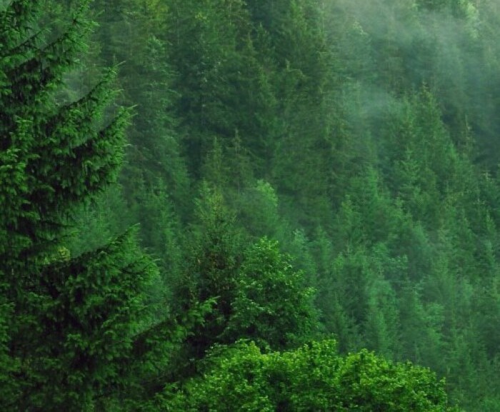 蝉古诗虞世南表达了什么,蝉古诗虞世南告诉我们的道理