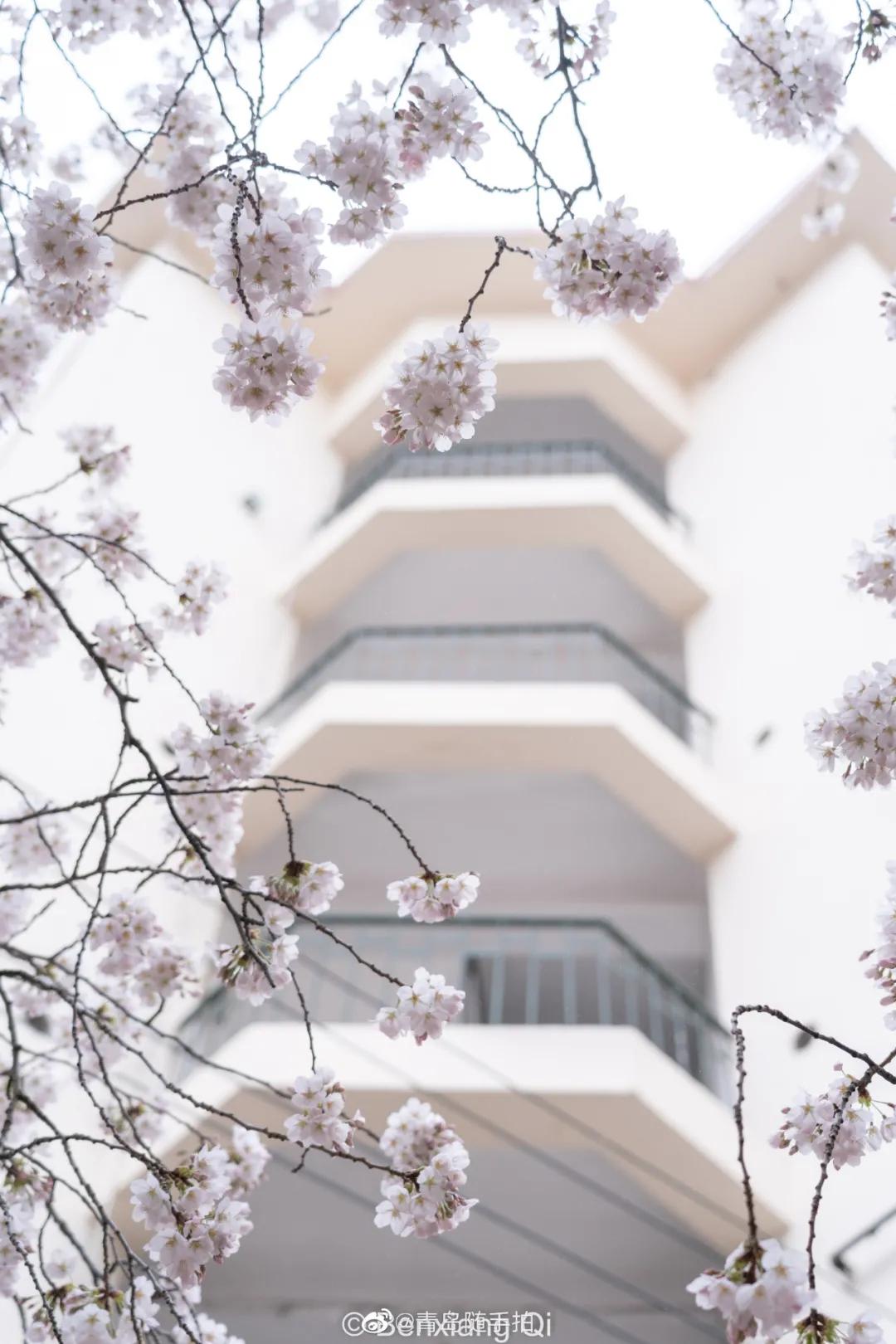 四月的青岛微风不燥,四月份的青岛什么好吃