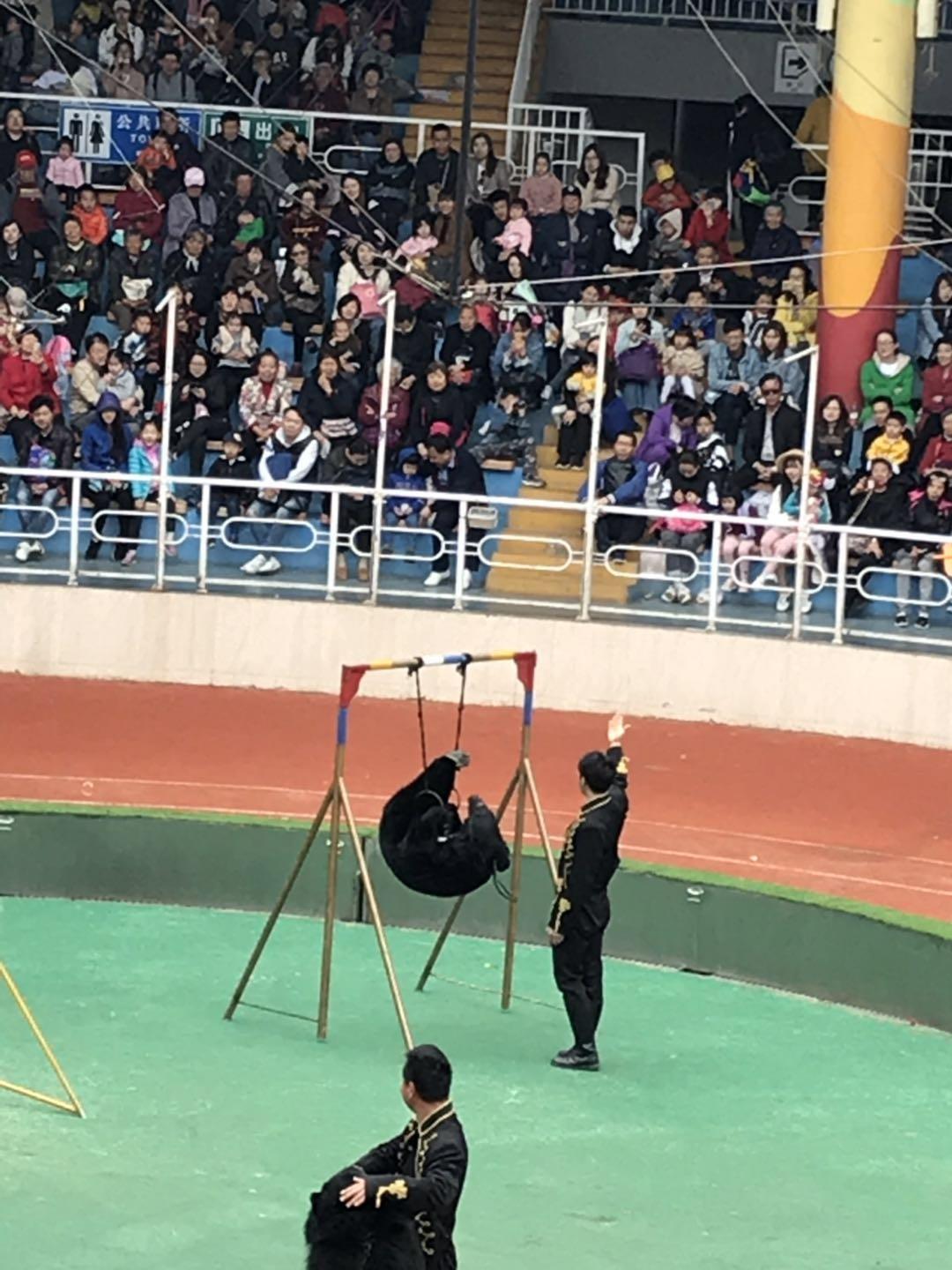 上海野生动物园太阳广场节目安排,上海野生动物园建议游玩时间