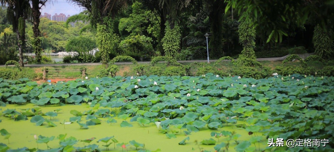 南宁狮山公园晚上开放时间,南宁狮山公园近期有什么玩