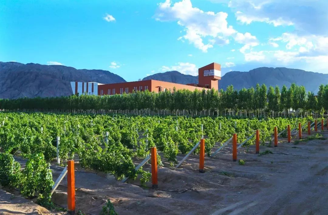 在*疆新**，谁才是“果界一哥”？