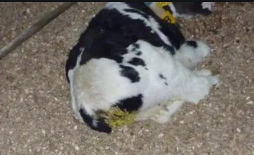 犊牛腹泻怎么治疗最有效,犊牛腹泻治疗后又胀肚怎么办