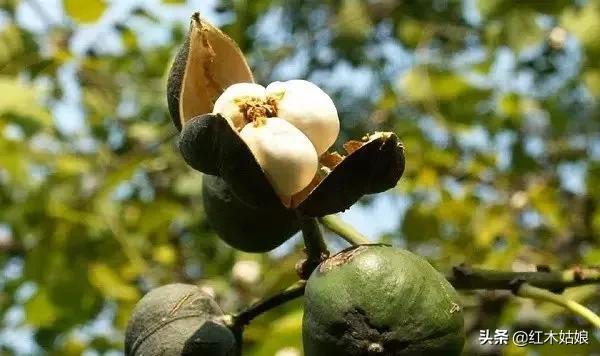 蜂蜡树蜡的区别,木蜡和蜂蜡哪个好