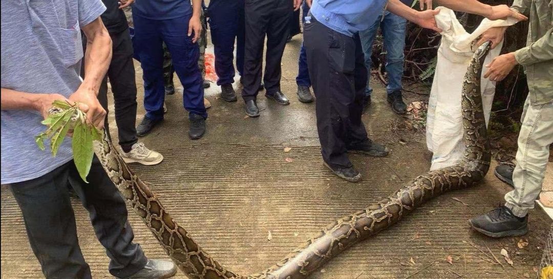 困电杆上的蟒蛇被救下，兽医说无治，爱蟒人精心救治，奇迹发生了