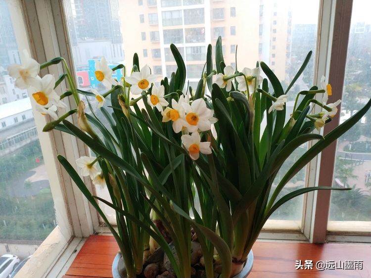 2020新年到、昆明暖冬迎春来,又是一年水仙花开、淡香飘逸的季节