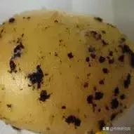 马铃薯黑胫病病害及防治方法,马铃薯常见病害有哪些