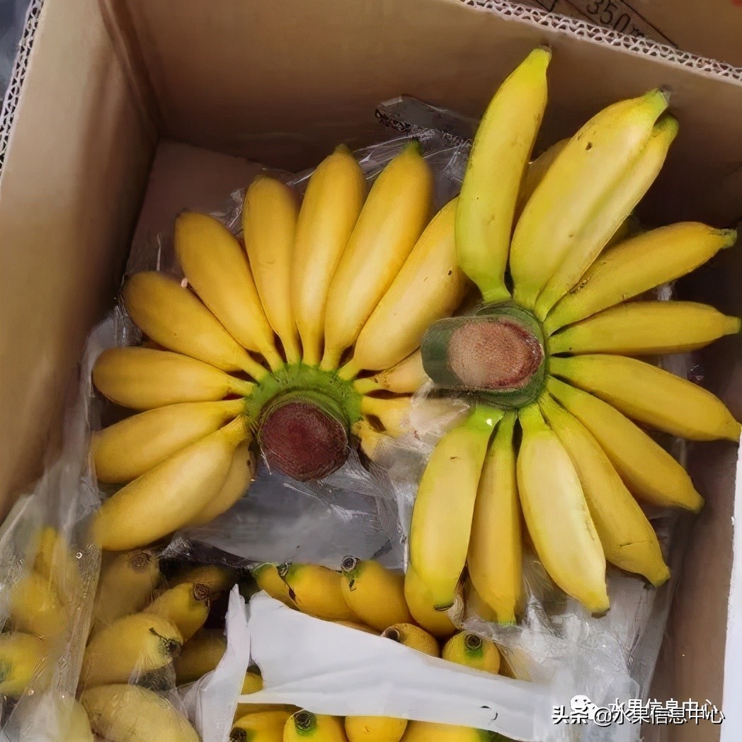 海南水果都有哪些品种图片及名称,海南水果上市时间表赶快收藏吧