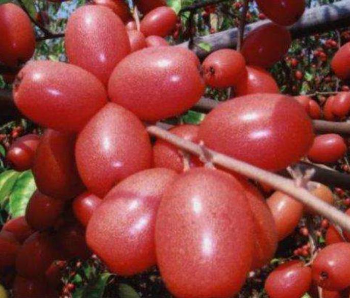 南方这“廉价”水果,1年结果3次,口感酸甜多汁,北方人却吃不起