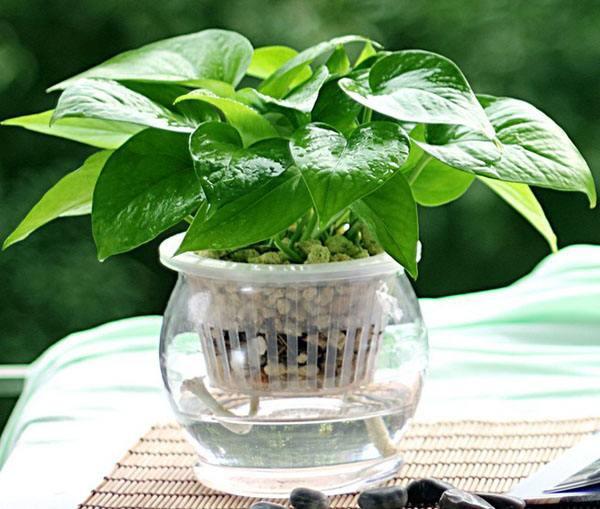 对付甲醛这3个土方法便宜又靠谱,新房快速处理甲醛方法