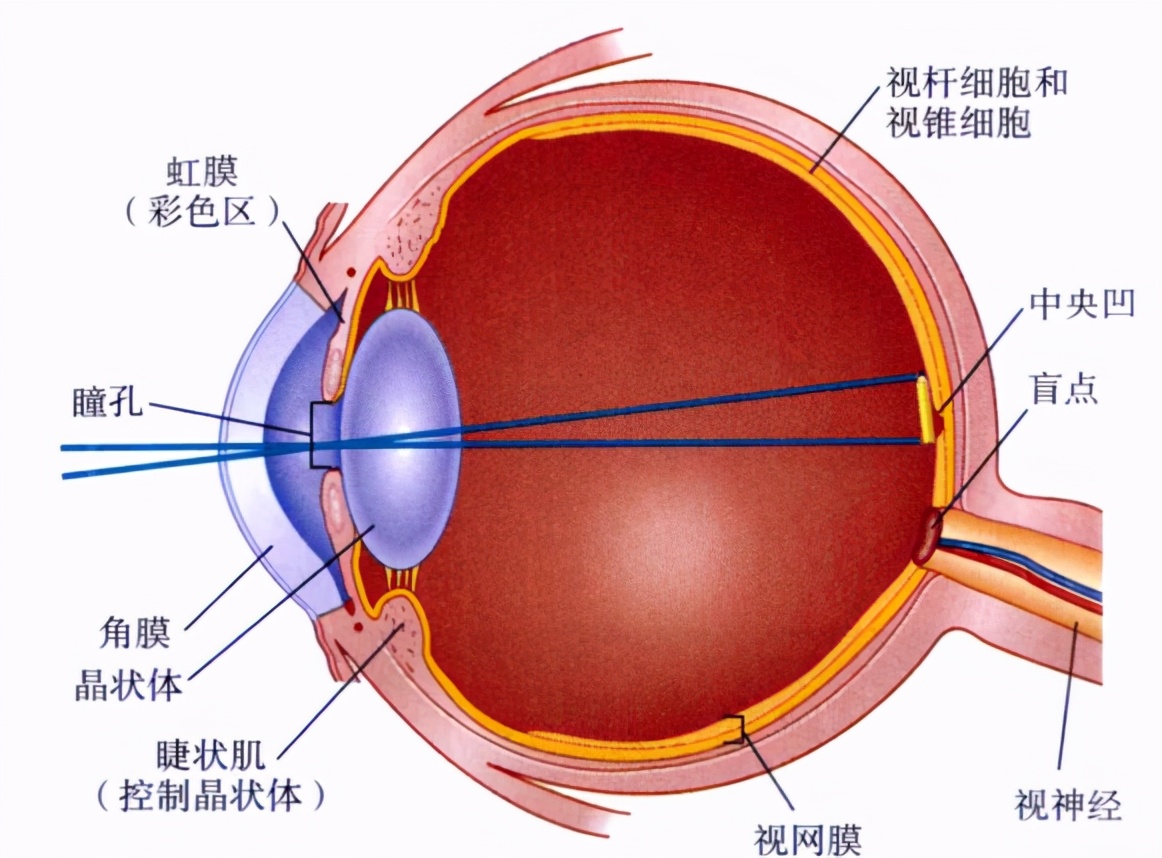 心理学的生物学基础知识,生物心理学知识书籍