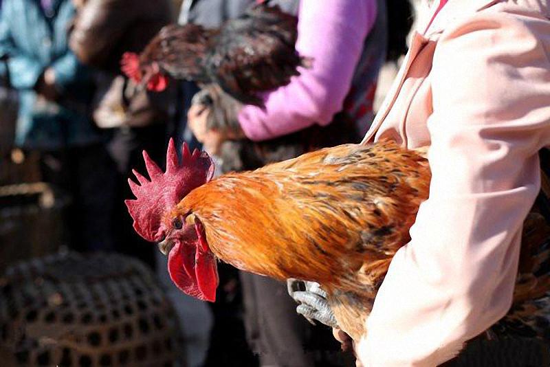 打鸡血的真实来历,打鸡血原来真有其事