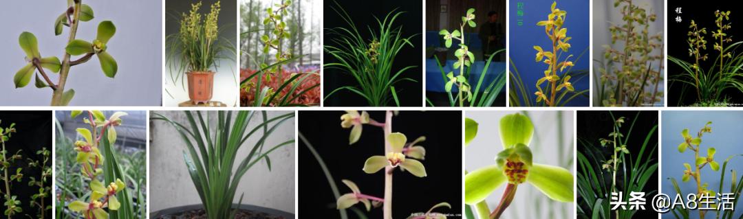 每日一品花草图片,每日一品