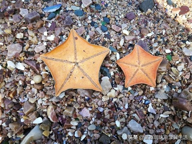 周末海边惬意的休闲生活,大钦岛俊俊渔家和兴达渔家哪个好