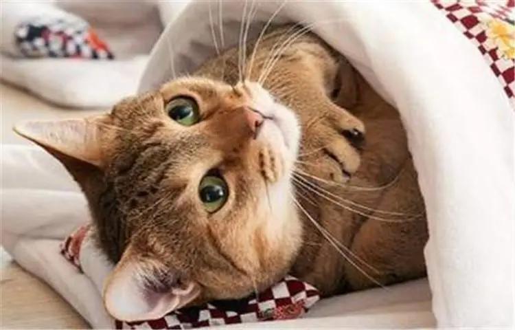 冬天农村猫咪如何过冬,冬天猫咪怎么过冬